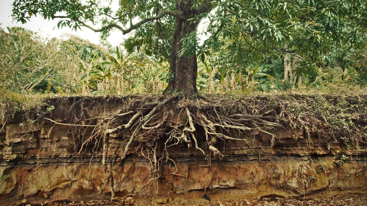 Formación de diferentes tipos de suelos a base de condiciones climáticas