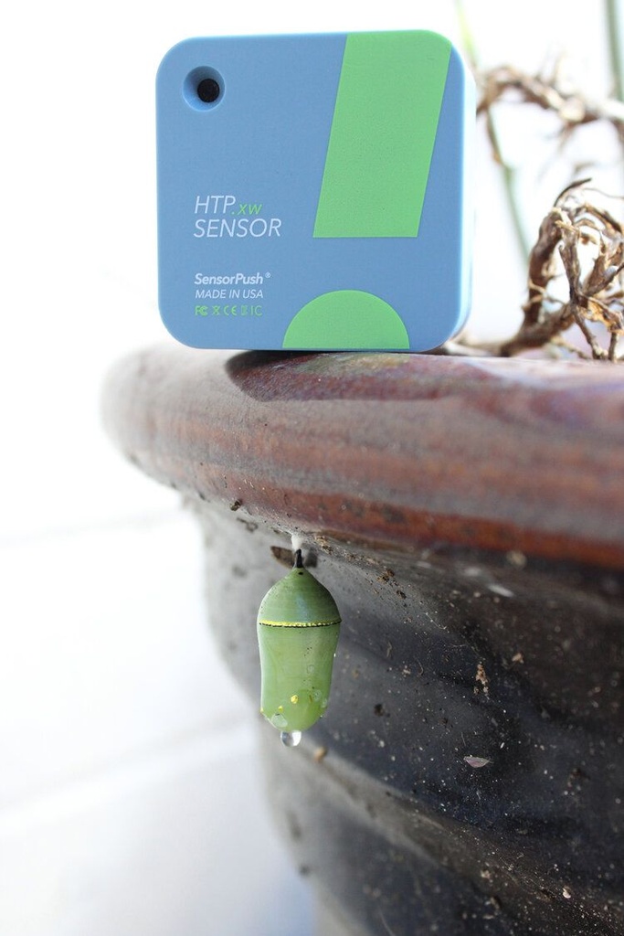 sensorpush-sensor-monarchbutterflycocoon-sm-1.jpg