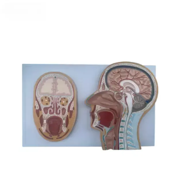 b2-01-29-563 1 (2).webp