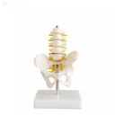 Serie vertebras lumbares