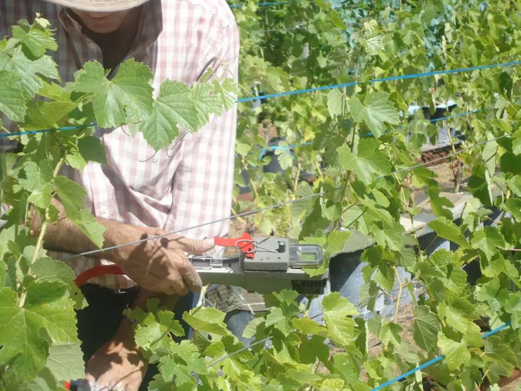 LCi-T-grapevine-2_Manual-Moutinho-1200x900.webp