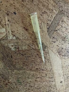 Punta amarillas para micropipetas,con corona, 5-100 ul.,(1000x pq.) - WP