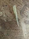Punta amarillas para micropipetas,con corona, 5-100 ul.,(1000x pq.) - WP