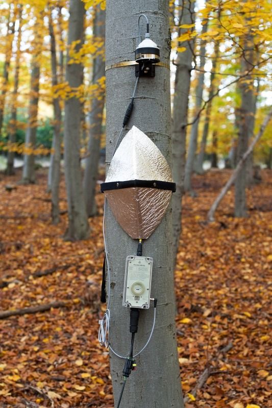 EMS 81-Flujo de savia para arboles grandes - WP