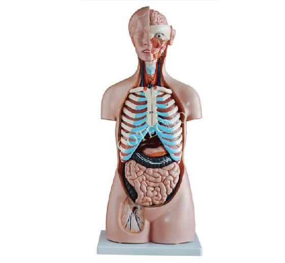 Torso sin sexo 85CM 20 piezas Bell-Tor20-06 - WP