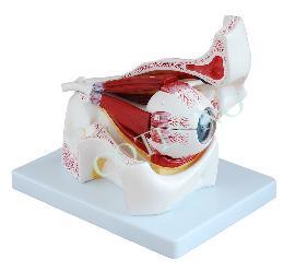 Ojo con orbita Bell-OjoC-16B - WP