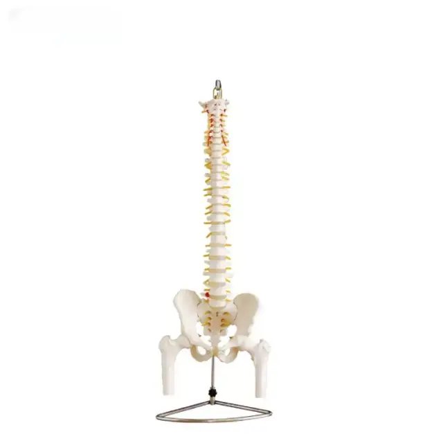 Modelo de columna vertebral de tamaño real con pelvis y cabezas femorales