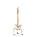 Modelo de columna vertebral de tamaño real con pelvis y cabezas femorales