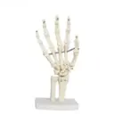 Modelo anatomico de articulacion de mano tamano serie real