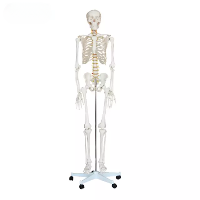 Esqueleto 180 cm de alto.
