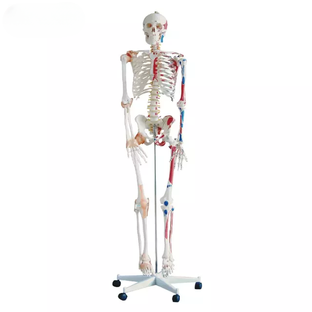 Esqueleto con musculos y ligamentos alto