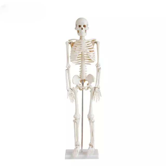 Esqueleto tamano real 85 cm