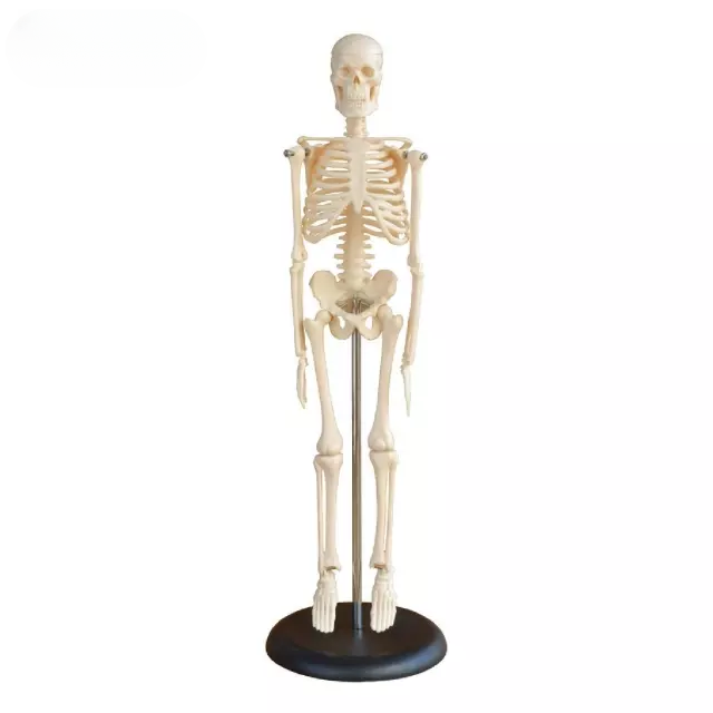 Miniesqueleto de 45 cm.