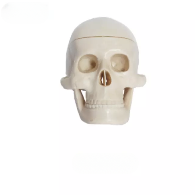 Craneo plastico en miniatura