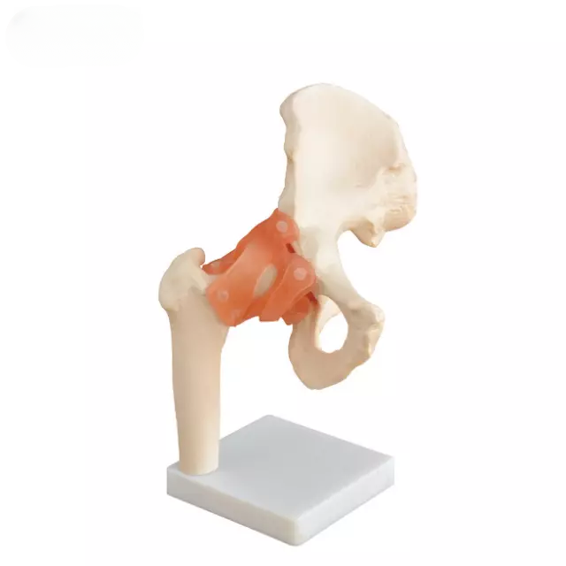 Articulacion de la cadera