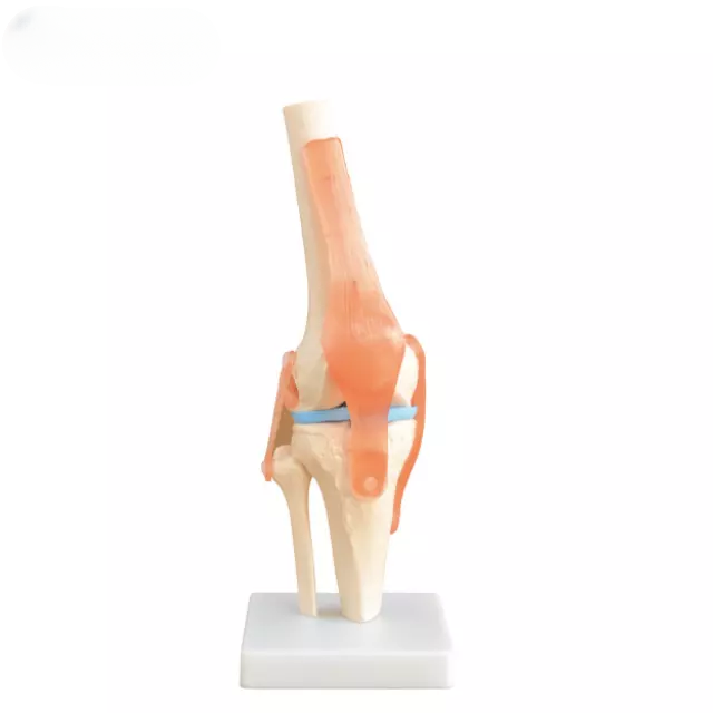 Articulacion de la rodilla