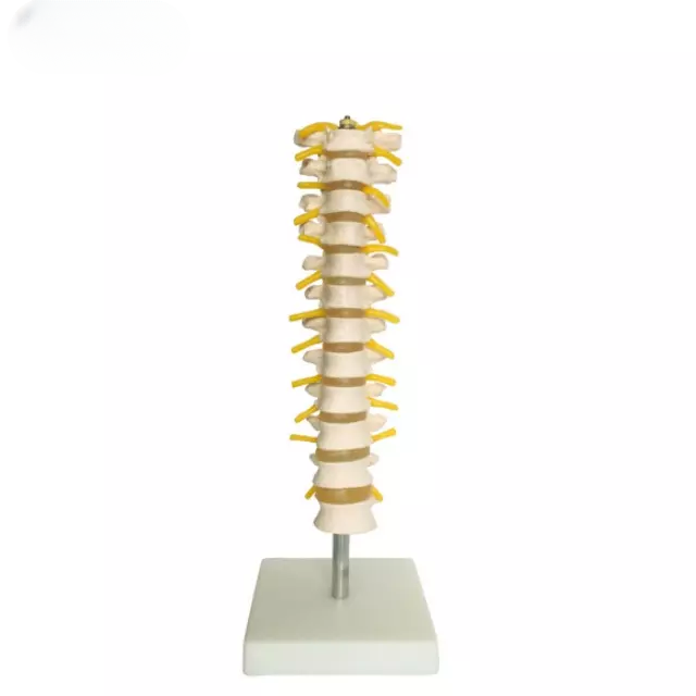 Columna vertebral toracica