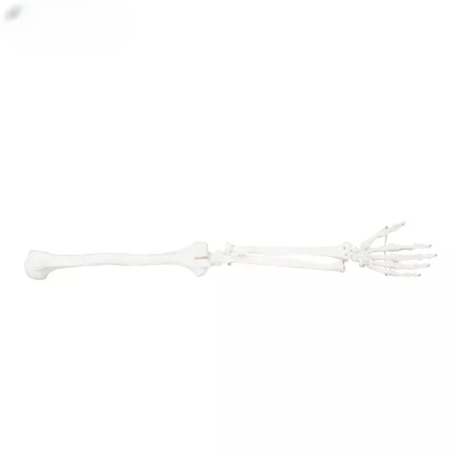 Extremidad superior (en parejas)