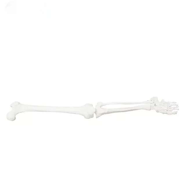 Extremidad inferior (en pares)