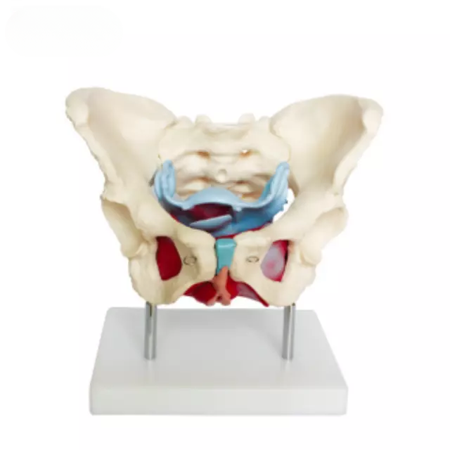 Musculos y organos pelvicos femeninos