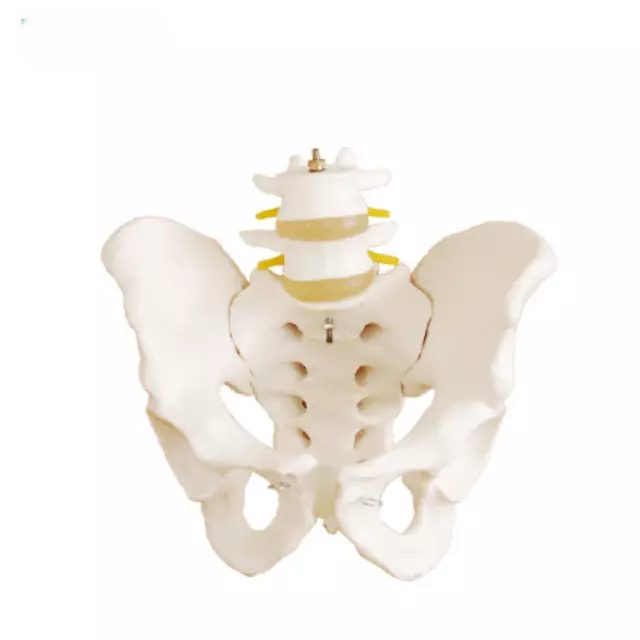 Pelvis con 2 vertebras lumbares