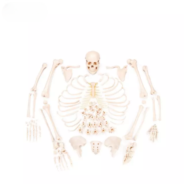 Esqueleto desarticulado con musculos pintados con skul