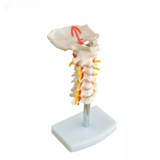 Columna vertebral cervical con arteria del cuello