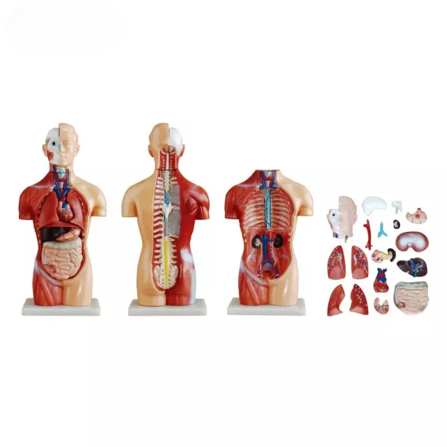 Torso asexuado de 42 cm, 18 partes