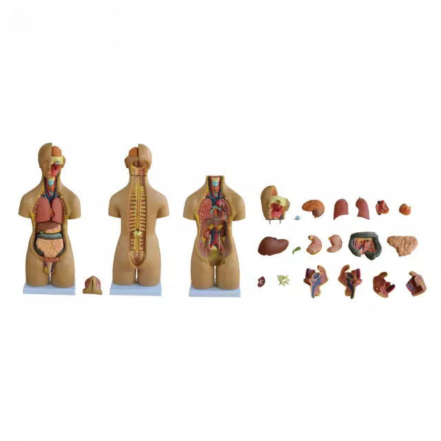 Torso unisex de 55 cm 20 piezas