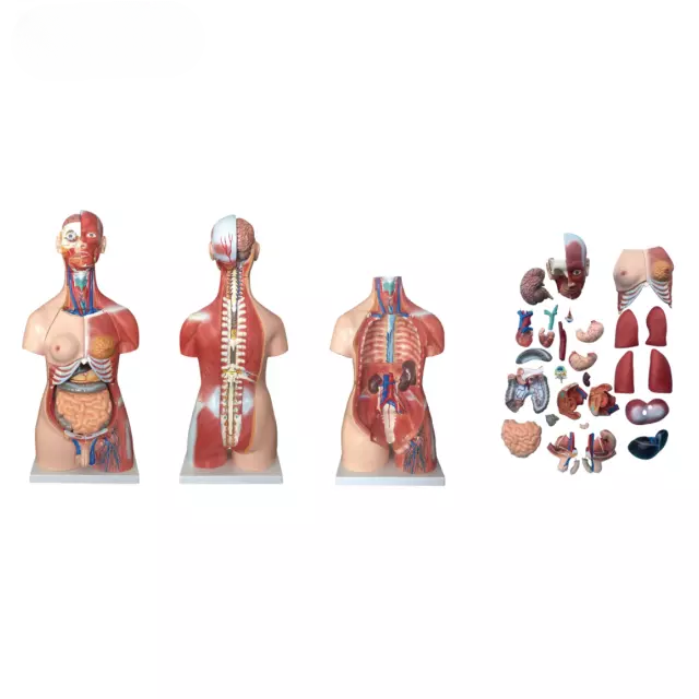 Torso muscular unisex 30 piezas