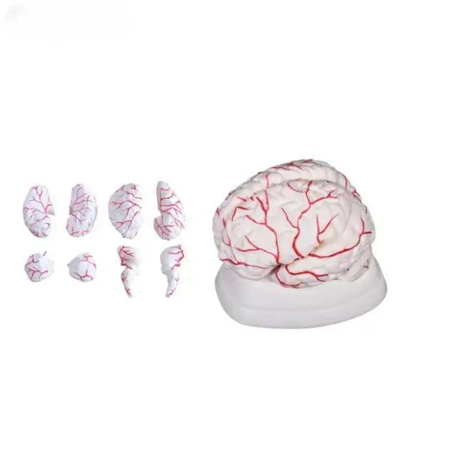 Cerebro con Arterias