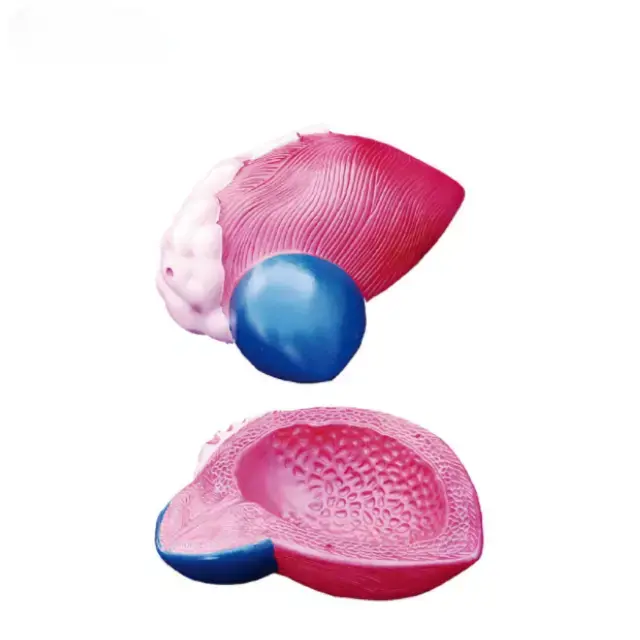 Modelo anatomico de la vejiga urinaria