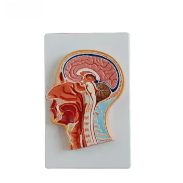 Seccion frontal mediana de la cabeza