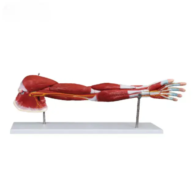 Musculo del brazo humano (7 partes)