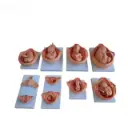 Proceso de desarrollo del feto serie