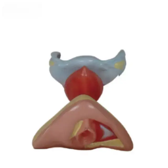 Organos genitales internos y externos femeninos