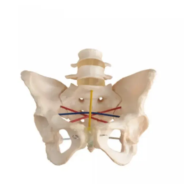 Demostracion de pelvimetria