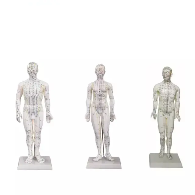 Modelo de acupuntura masculino y femenino