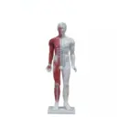 Acupuntura de lujo (y musculos)