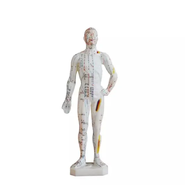 Modelo de acupuntura de 26 cm