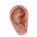 Modelo de masaje de oreja