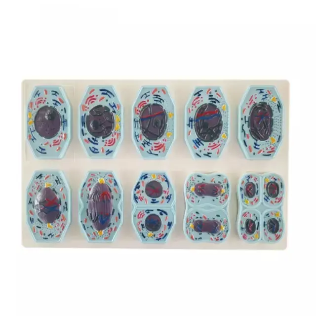 Meiosis 10 partes 9 partes