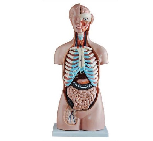 [filler_18547] Torso sin sexo 85CM 20 piezas Bell-Tor20-06 - WP