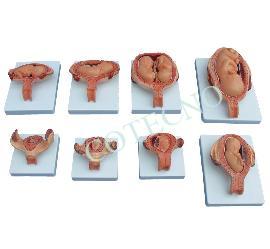 [filler_18553] Modelo de proceso de desarrollo para el feto (tamaño medio) Bell-PFeT-14A - WP