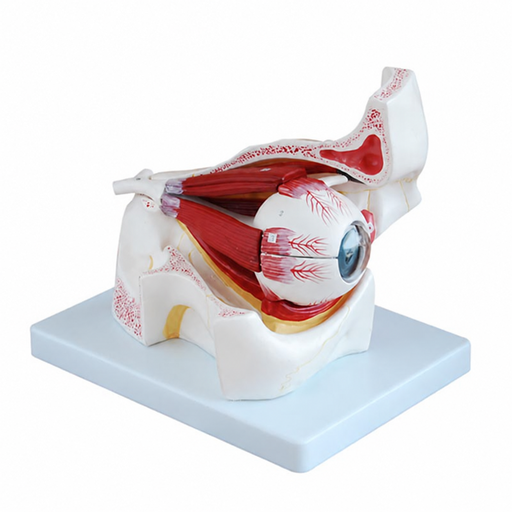 [B-A1062] MODELO DE AMPLIACION DE GLOBO OCULAR Y PARPADO