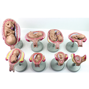 [B-A1114] MODELO DE DESARROLLO DEL EMBARAZO FETAL (8 CONJUNTOS)