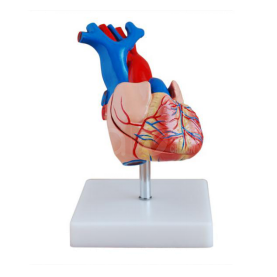 [B-A1068] MODELO ANATOMICO DE CORAZON DE TAMAÑO NATURAL