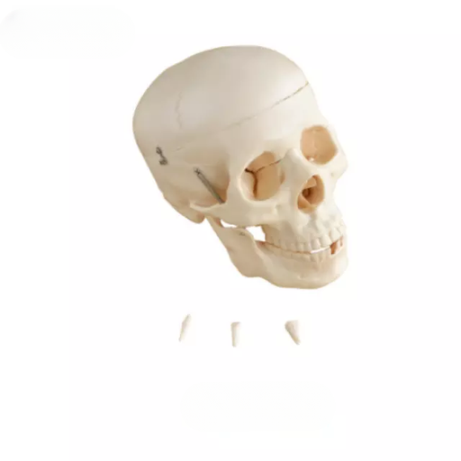 [b2-01-29-427] Modelo de craneo