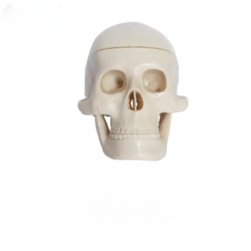 [b2-01-29-520] Craneo plastico en miniatura