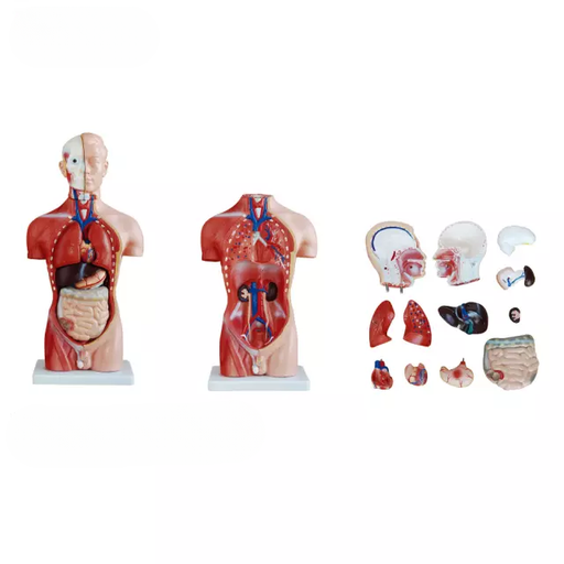 [b2-01-29-537] Torso masculino femenino 15 partes 13 partes